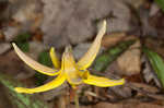 Dogtooth violet